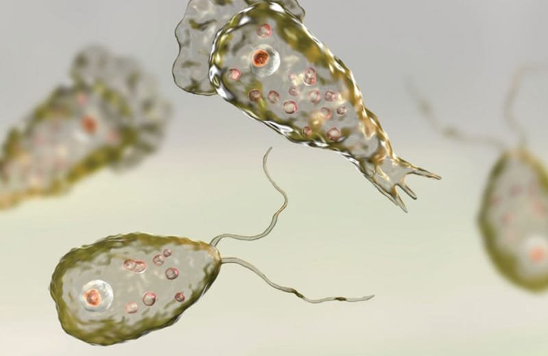 Brain-Eating Amoeba: Understanding Naegleria Fowleri and Its Risks